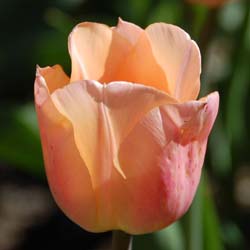 Tulip Early flowering 'Abricot Beauty'